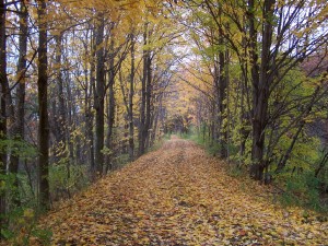 The Farm Driveway