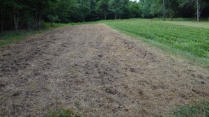 Deer Food Plot 2012 - Rape with Turnips and Radishes