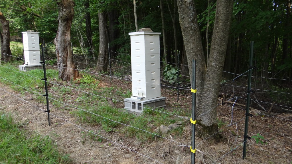 Honeybee Bear Fence Mink Hollow Farm