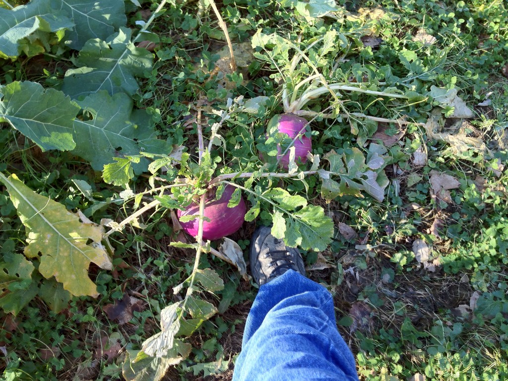 Purple Top White Globe Turnips in a Deer Food Plot Mink Hollow Farm