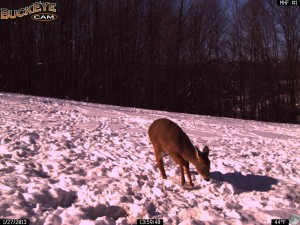 Winter Deer Feeding 1/27/13