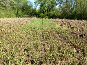 Chicory survives late spring flooding
