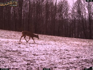 The snow has finally melted and the deer are now separating from the winter herd.