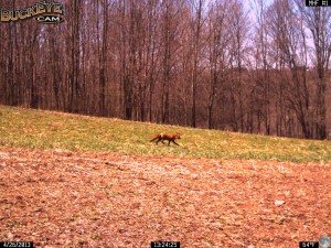 This Red Fox is on the move during the day as Spring weather warms and the clover is starting to regrow in 2013.  In the direction he is headed he is on target to move towards the neighbors chicken coop.  Last year we had a den with  a mother fox and some kits about 100 yards from this spot.  There were a lot of chicken feathers around the outside of the den on the ground.  The fox was also observed hunting mice in the field.  It takes a lot of trips to feed hungry growing kits.