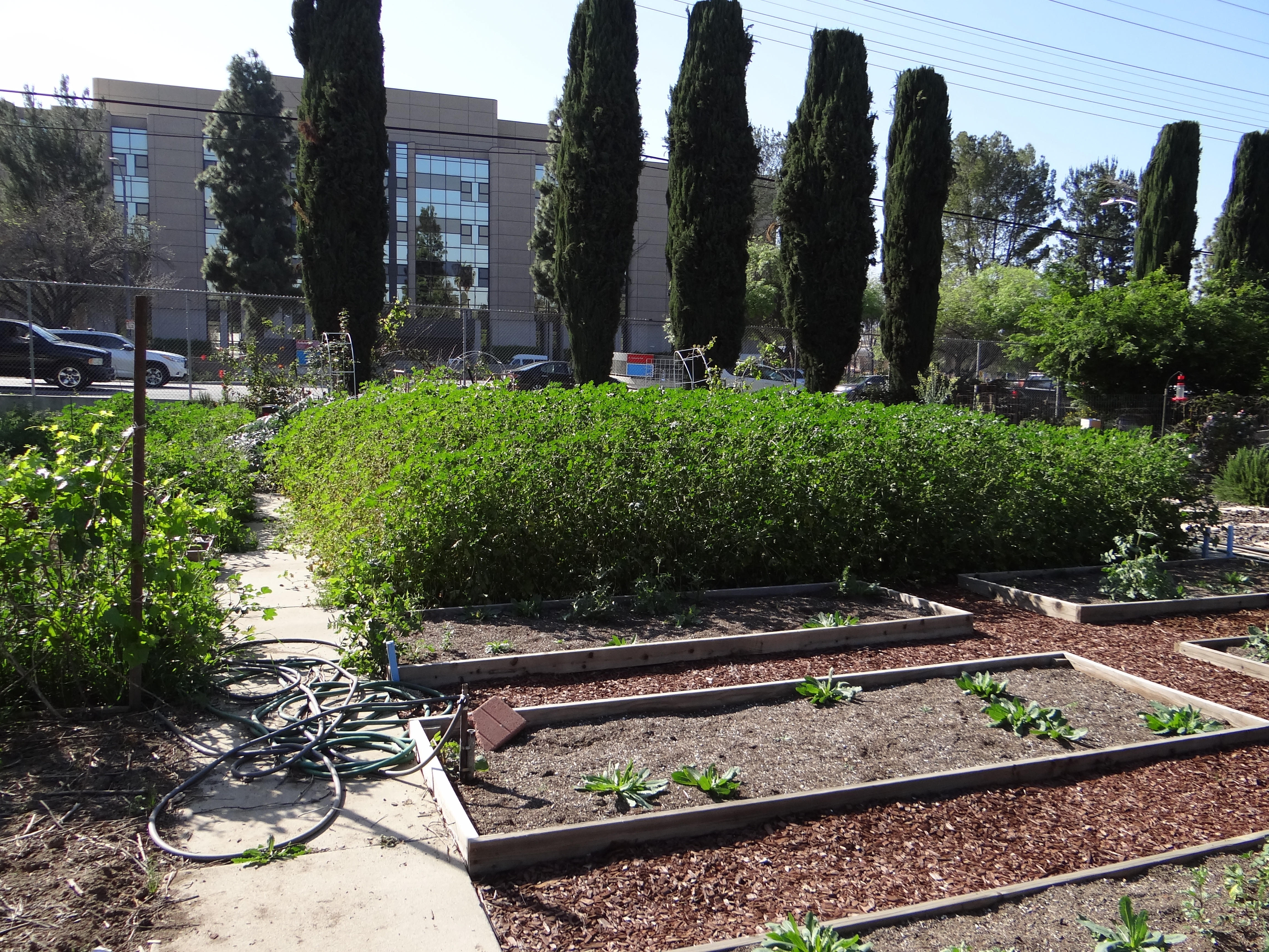 Community Garden Plot First Day