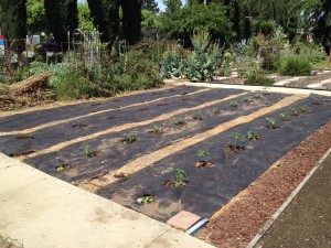 Planting the Garden!