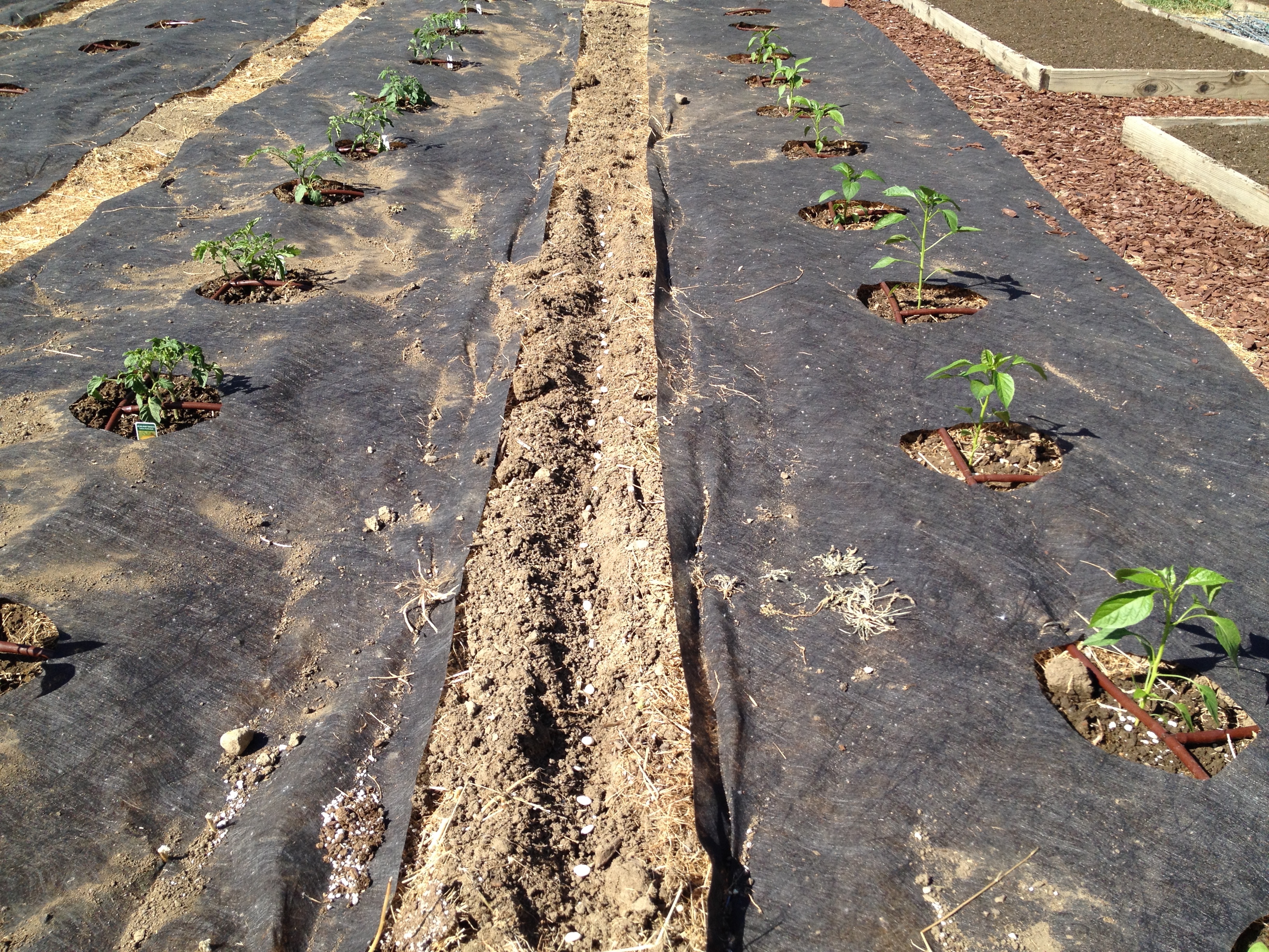 Planting Beans – Utilizing Space!