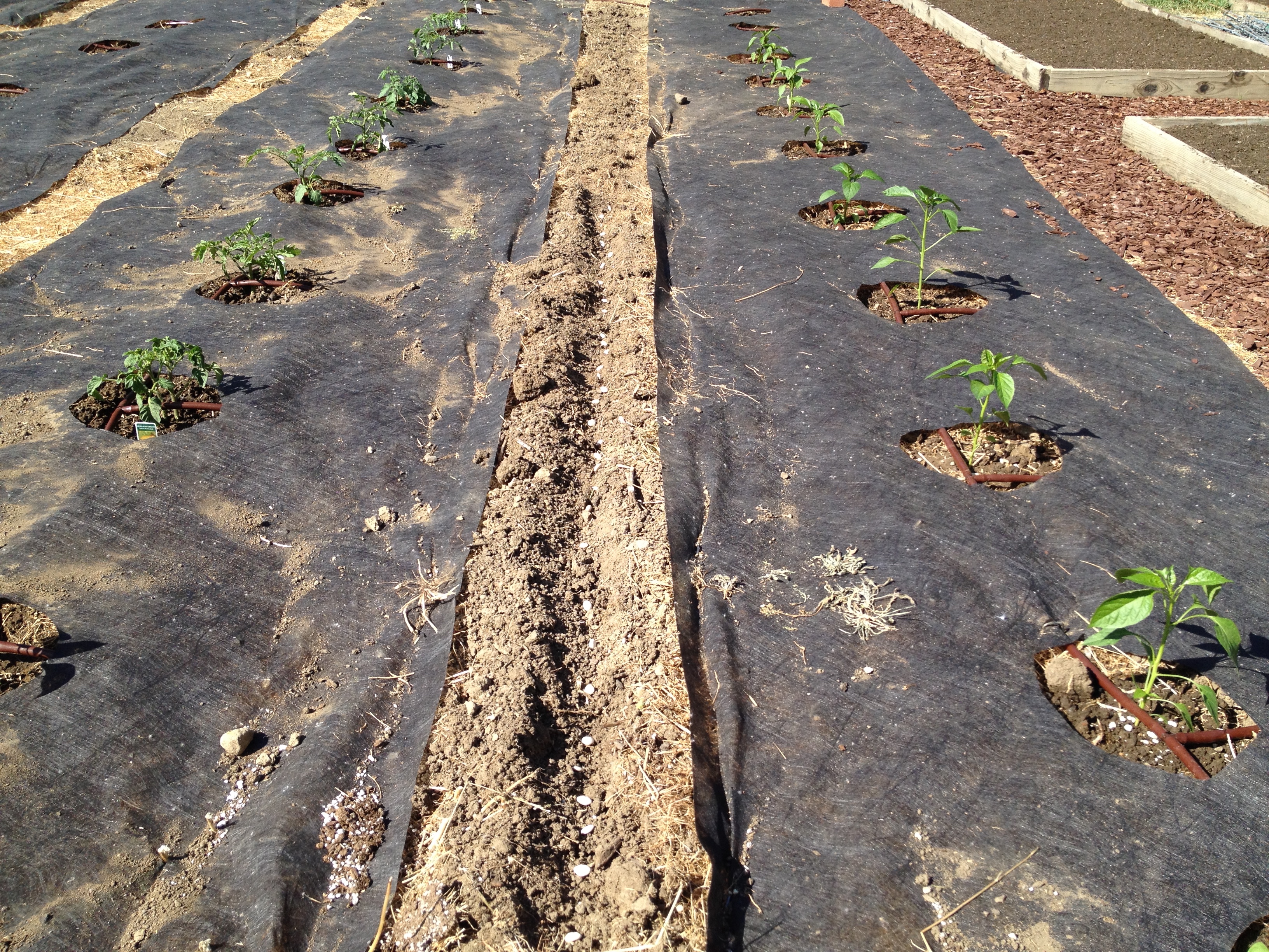 Planting Beans!