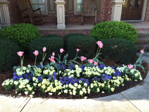 Fall Planted Pansies & Tulips