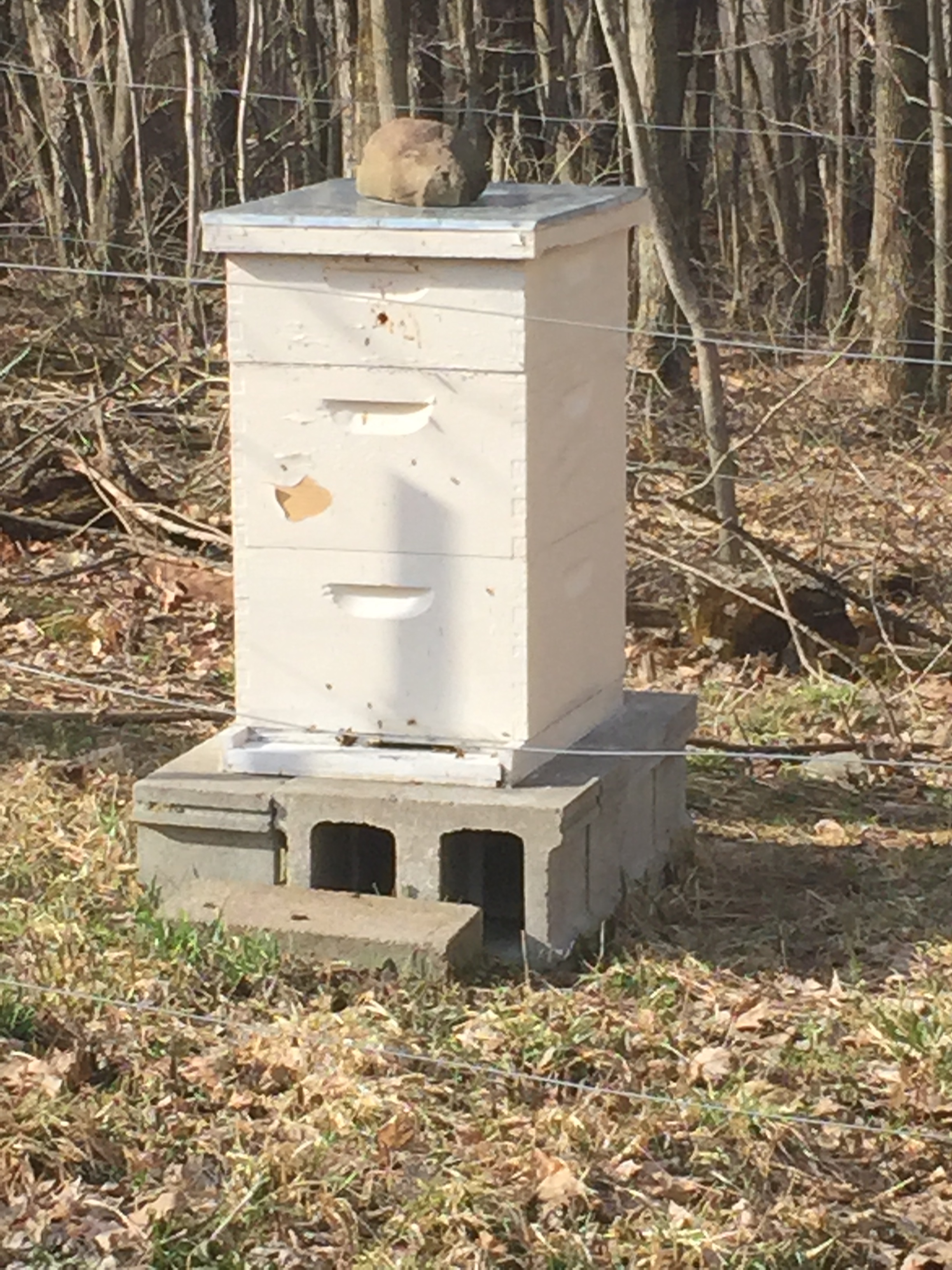 Honey Bee Colonies Survive Over Winter!