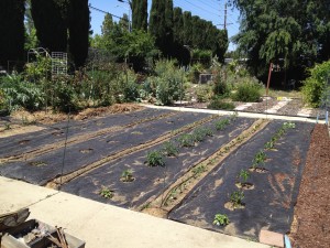 The Garden is Growing!