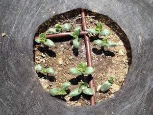 Thinning the Seedlings!