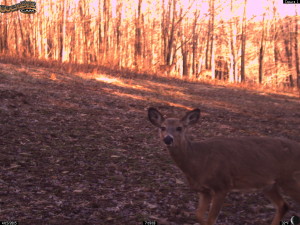 Yearling Whitetail Deer After a Long Winter!