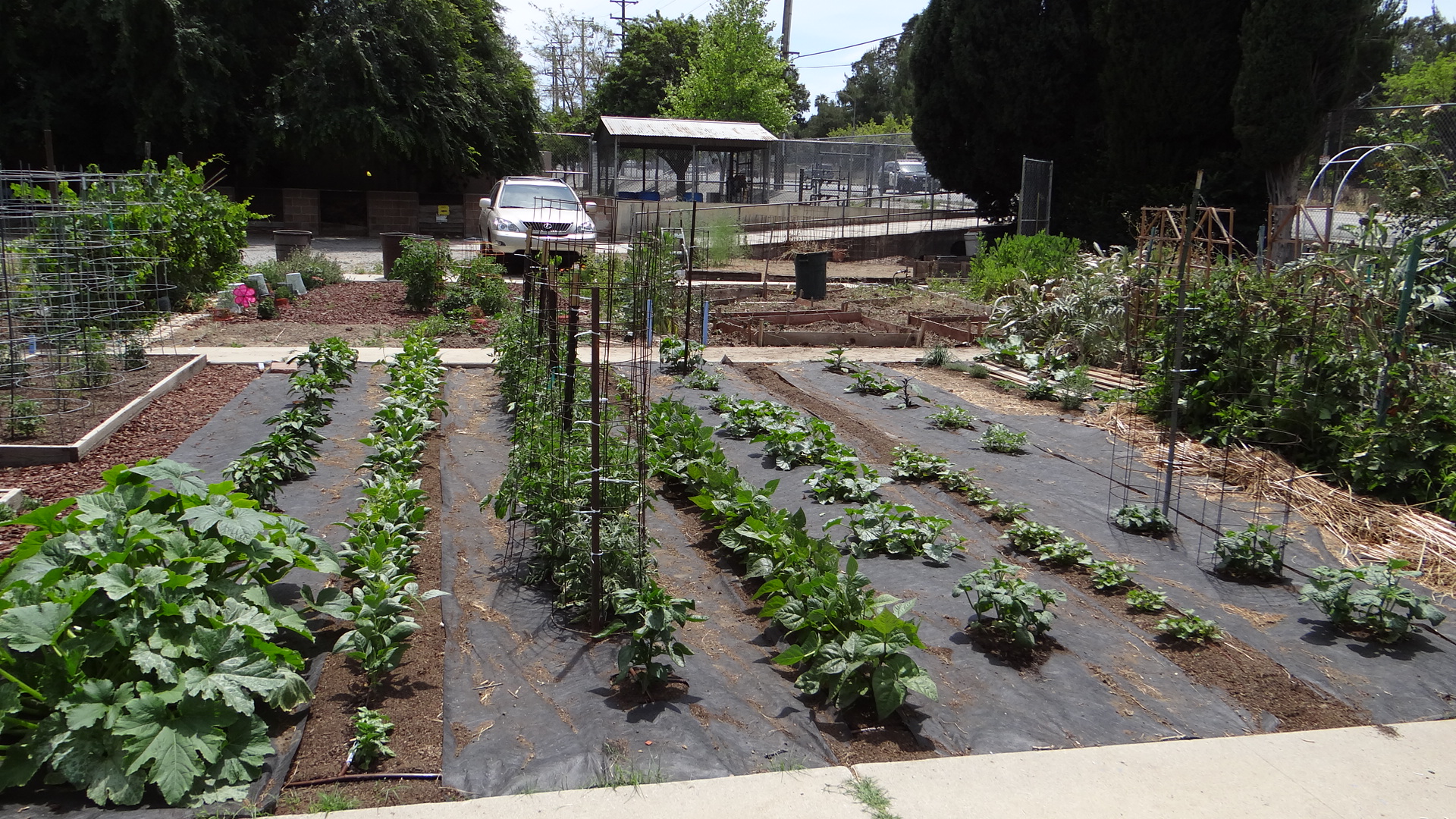 Landscape Fabric Weed Control!