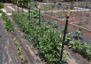 Installing the Tomato Wall!