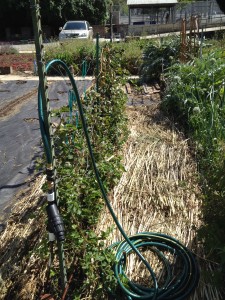 Neglected Blackberries!