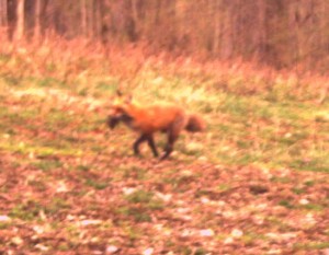 Fox Feeding the Kits!