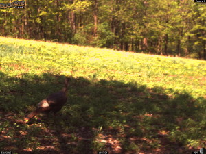 Turkey Visits the New Clover Planting!