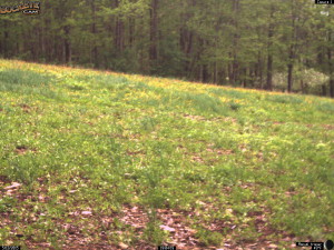 Fall Planted Whitetail Clover Green-up