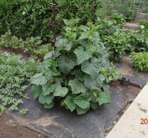 Cucumber Cage Training!