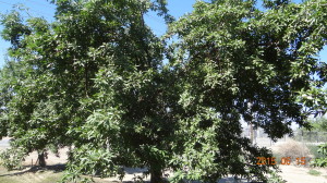 Almond Tree in Mid June