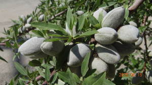 Fuzzy Green Almonds in Mid June
