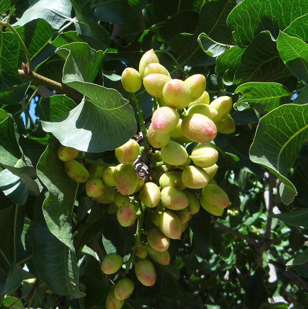 CA Pistachios in June