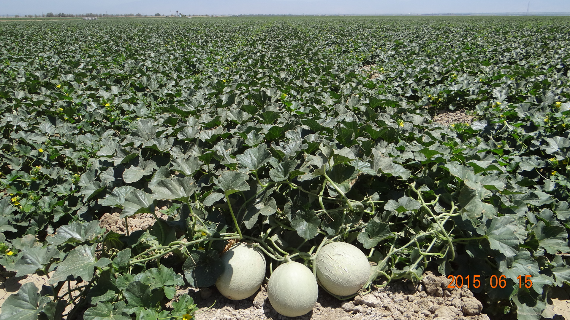 California Cantaloupes!