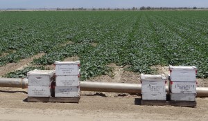 Honeybees Pollinate CA Cantaloupes!