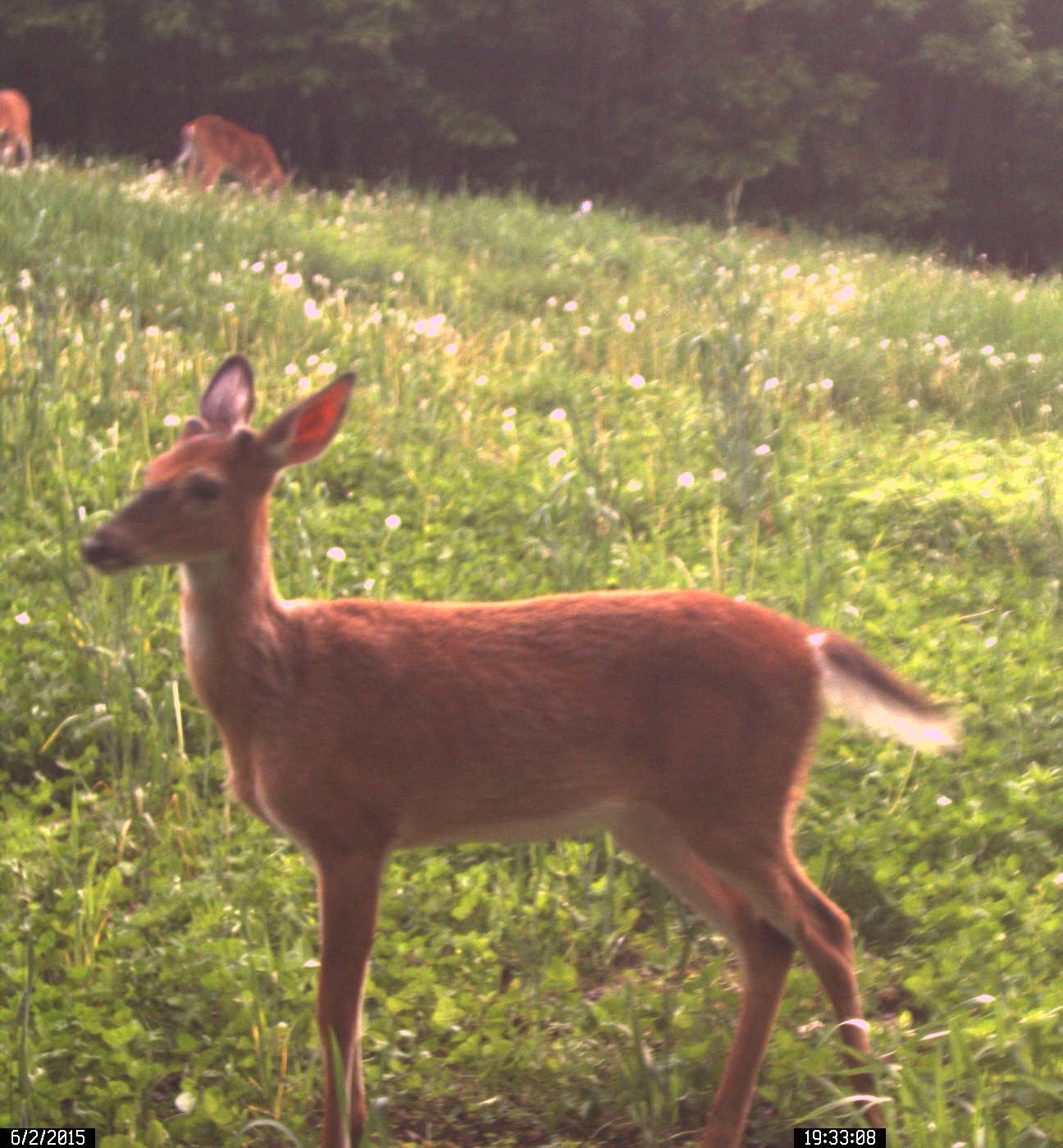 Time to Grow a New Set of Antlers!