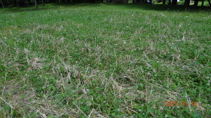 Whitetail Clover Planted With a Rye Cover Crop