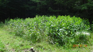 Milkweed Sanctuary!