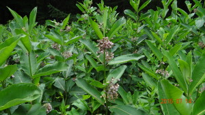 Milkweed Plants!