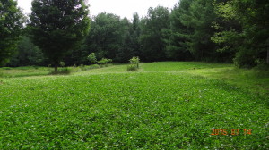 Late Summer 2014 Planted Whitetail Clover