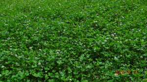 Whitetail Institute Whitetail Clover