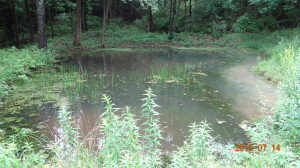 Small Wildlife Pond South View