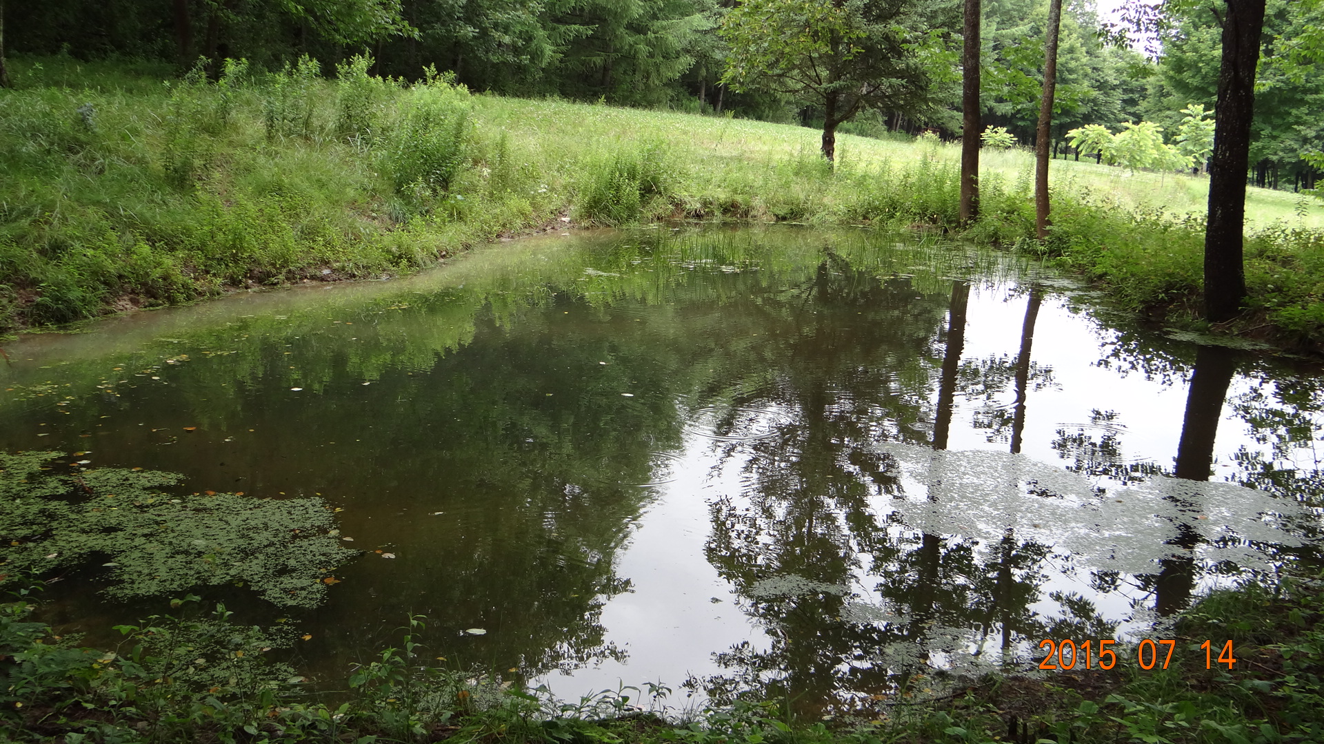 Small Wildlife Pond North View