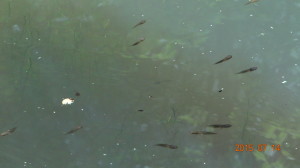 Frog Tadpoles Just Hanging Out!