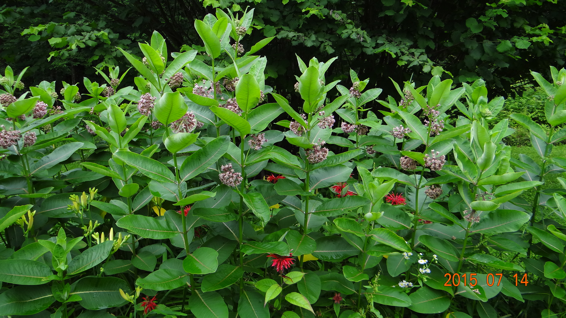 Milkweed as Part of a Flower Garden!