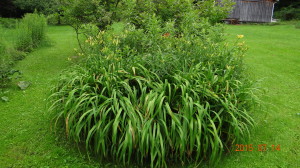 An Old "Clump" of Daylilies