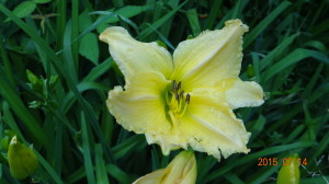 Yellow Daylilly