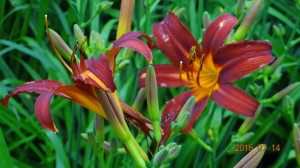 Red & Yellow Daylily