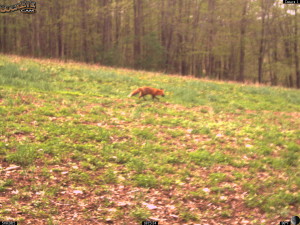 May Fox in Whitetail Clover!