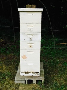Carniolan Honeybee Survives Severe Winter in NY State