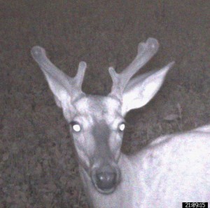 Growing New Antlers - Mid July - front view