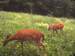June Whitetail Deer in Whitetail Clover!