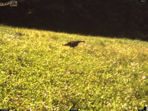 July Turkey in Whitetail Clover!