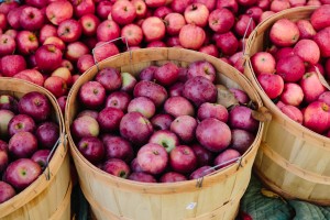 Apples Ready to Press Into Cider