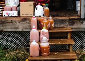 Jugs of Fresh Apple Cider to Take Home!