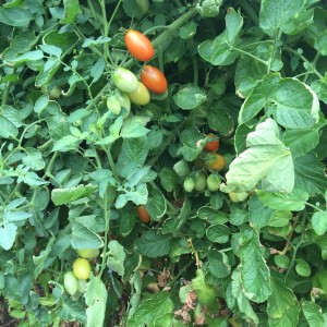 Juliet Tomatoes on the Vine
